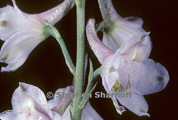 delphinium hansenii ssp hansenii 8 graphic